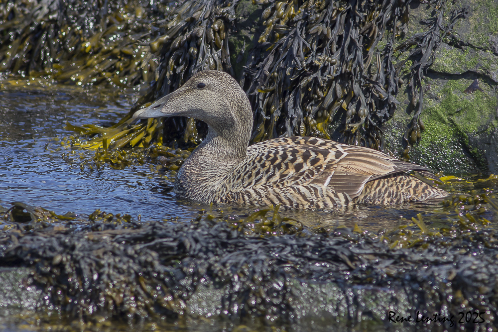 Eider
