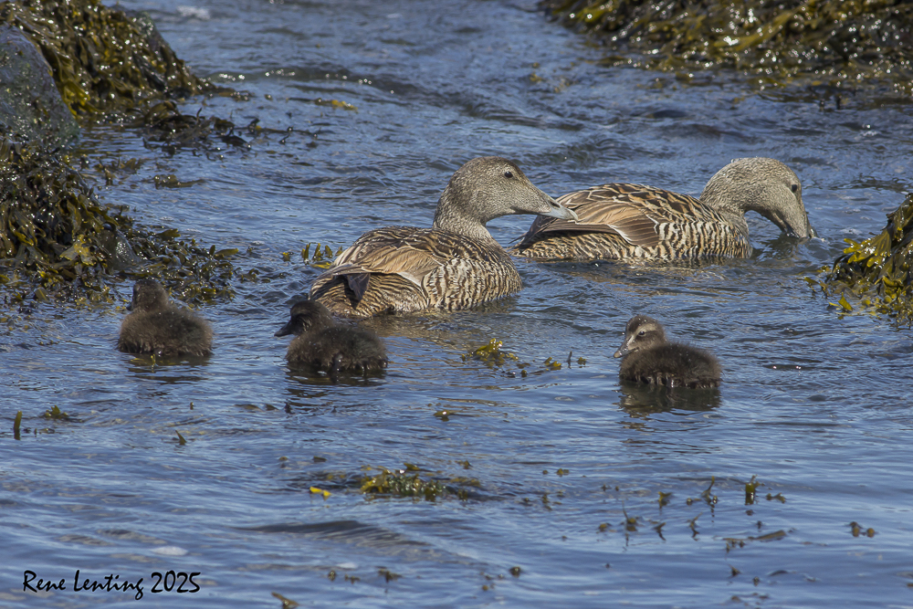 Eider