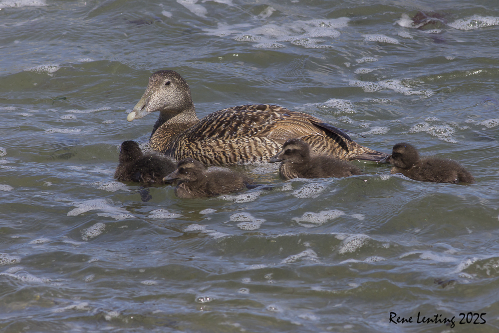 Eider