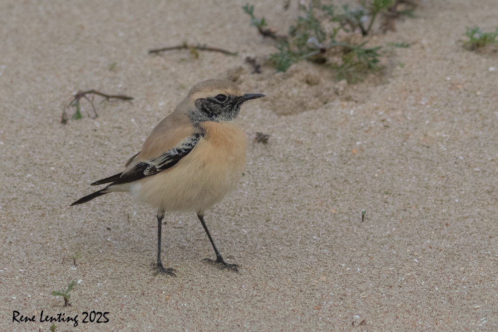 Woestijntapuit