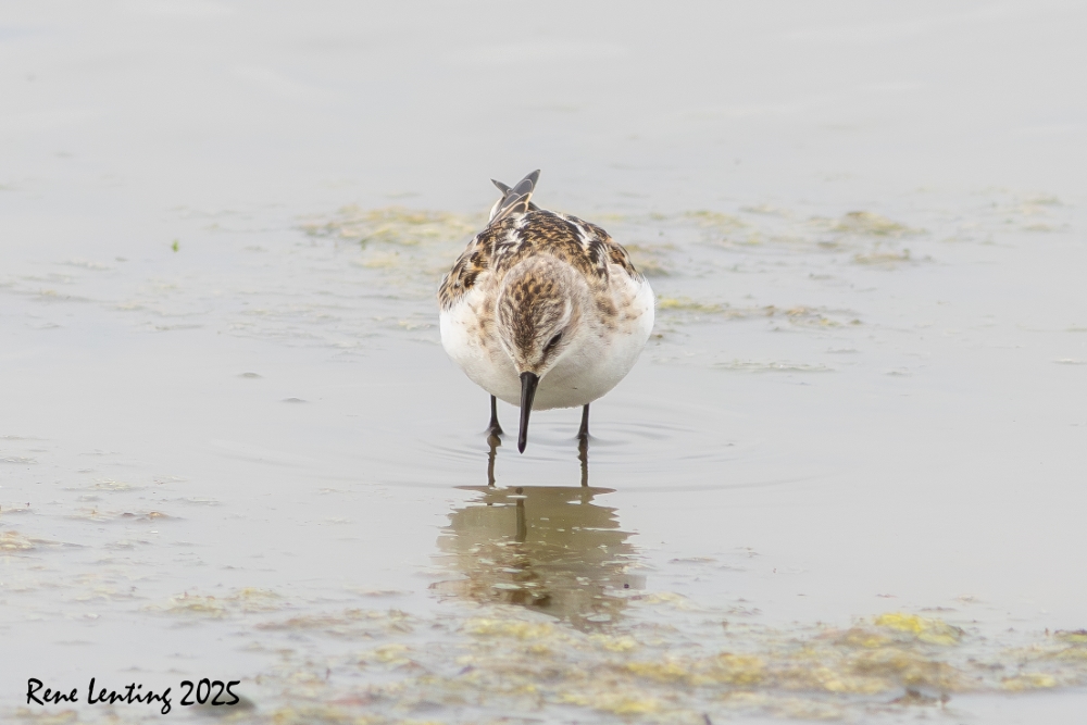 Kleine Strandloper