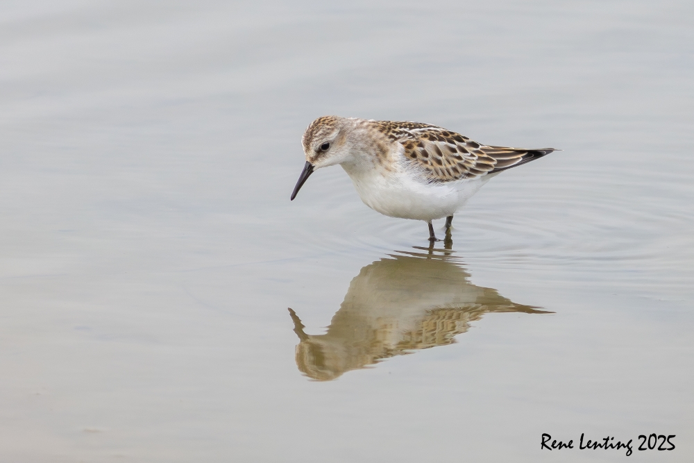 Kleine Strandloper