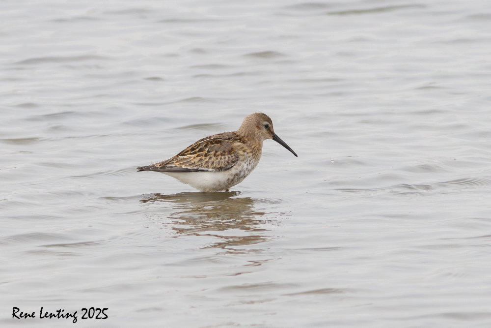 Bonte Strandloper