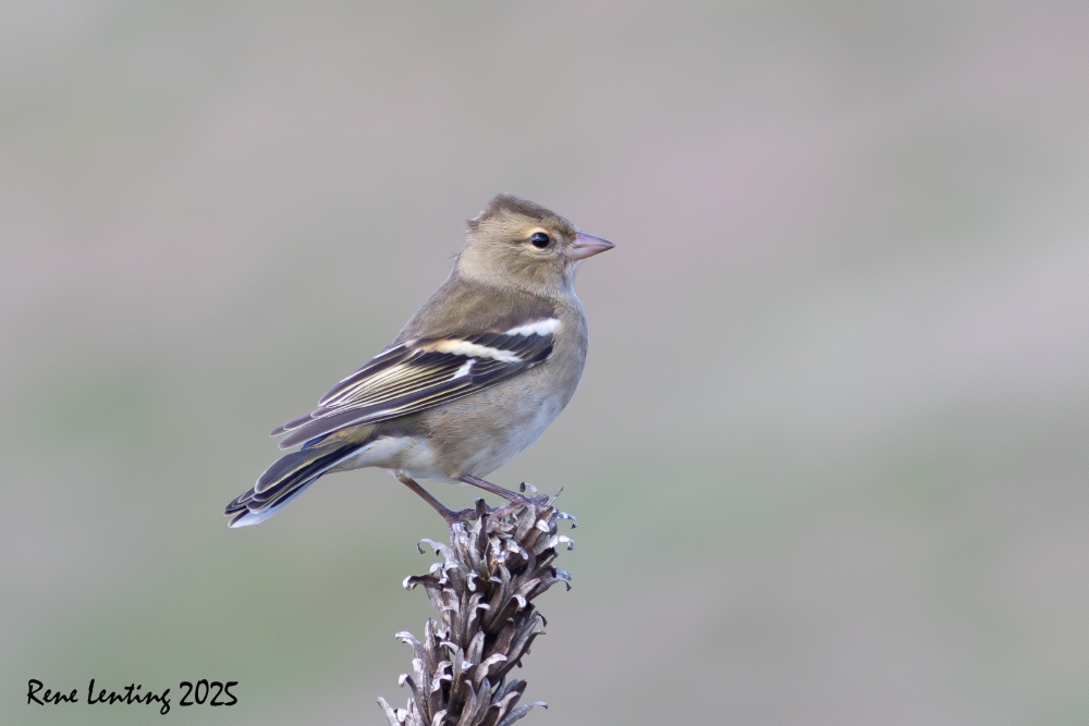 Vink
