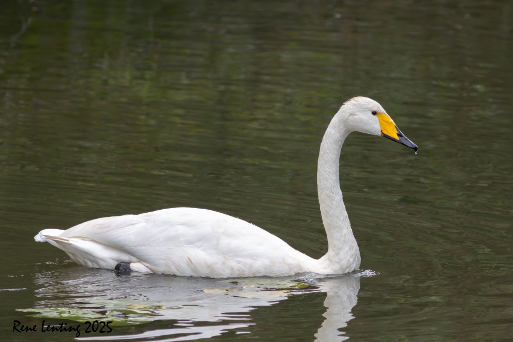 Wilde Zwaan
