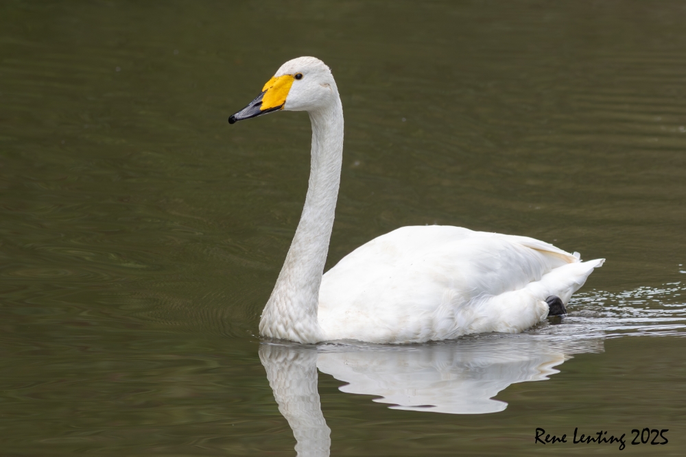 Wilde Zwaan