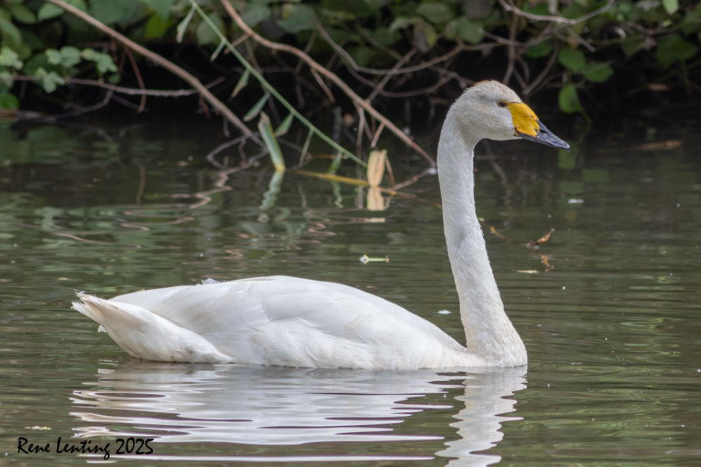 Wilde Zwaan