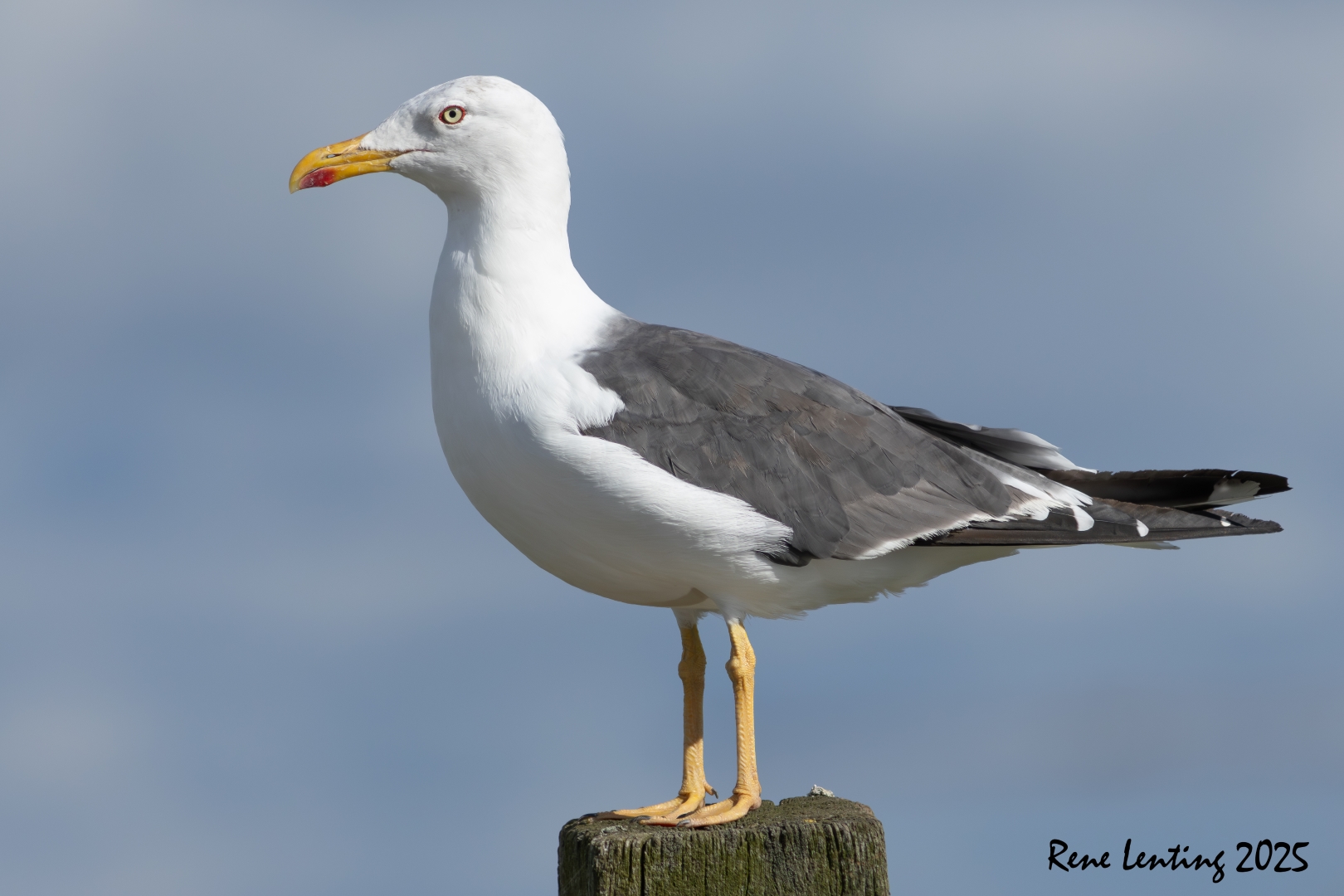 Kleine Mantelmeeuw